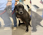 Small Great Dane