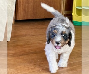 Bernedoodle (Miniature) Puppy for sale in ROY, UT, USA