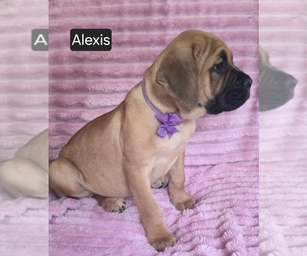 Medium Photo #11 Cane Corso Puppy For Sale in MINERAL WELLS, WV, USA