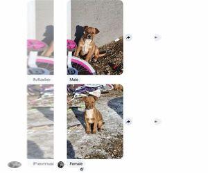 Labrador Retriever-Unknown Mix Dogs for adoption in Calgary, Alberta, Canada