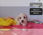 Small #1 Havanese