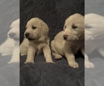 Small Photo #2 Labrador Retriever Puppy For Sale in AIKEN, SC, USA