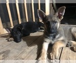 Small Photo #5 German Shepherd Dog Puppy For Sale in PINSON, AL, USA