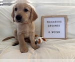 Small Photo #7 Golden Retriever Puppy For Sale in CONWAY, SC, USA