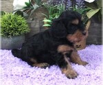 Small #1 Cavapoo (Miniature)