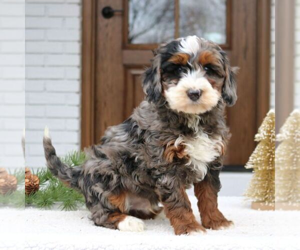 Medium Photo #3 Bernedoodle (Miniature) Puppy For Sale in NARVON, PA, USA