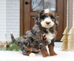 Small #2 Bernedoodle (Miniature)