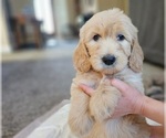 Small Photo #43 Goldendoodle Puppy For Sale in KATY, TX, USA