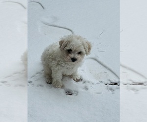 Poochon Puppy for sale in HUDSON, MI, USA