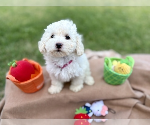 Medium Photo #6 Poodle (Miniature) Puppy For Sale in CARROLLTON, TX, USA
