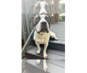 Lark - Male Staffordshire Bull Terrier-Unknown Mix Dog for Adoption - Photo #3