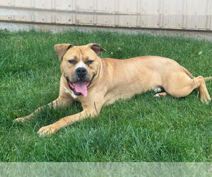 Biscoff - Male Mutt Dog for Adoption - Photo #5