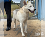 Small #1 Huskies  Mix