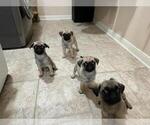 Small Photo #3 Pug Puppy For Sale in HOUSTON, TX, USA