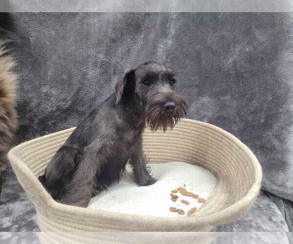 Medium Photo #5 Mutt Puppy For Sale in Lincolnwood, IL, USA