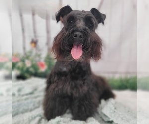 Father of the Schnauzer (Miniature) puppies born on 04/20/2026