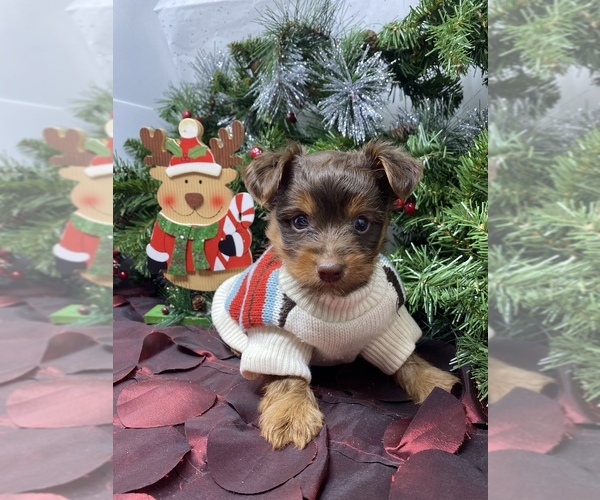 Medium Photo #10 Shorkie Tzu-Yorkshire Terrier Mix Puppy For Sale in SELLERSBURG, IN, USA