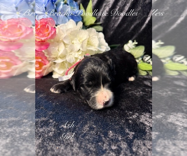 Medium Photo #8 Golden Mountain Doodle  Puppy For Sale in SAINT CLOUD, MN, USA