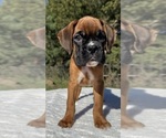 AKC Art - Male Boxer Puppy for Sale - Photo #4