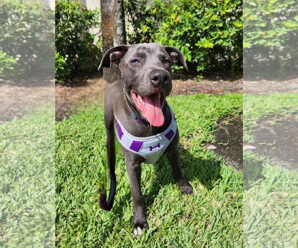 Medium Photo #8 American Pit Bull Terrier-German Shepherd Dog Mix Puppy For Sale in Tampa, FL, USA