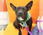 Small #5 Lakeland Terrier Mix