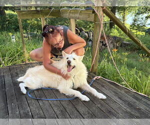 Polar - Male Mutt Dog for Adoption - Photo #4
