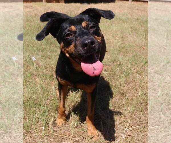 Medium Photo #1 Mutt Puppy For Sale in Jackson, MS, USA