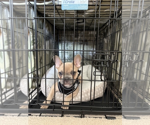 Medium Photo #3 French Bulldog Puppy For Sale in LEBANON, OR, USA