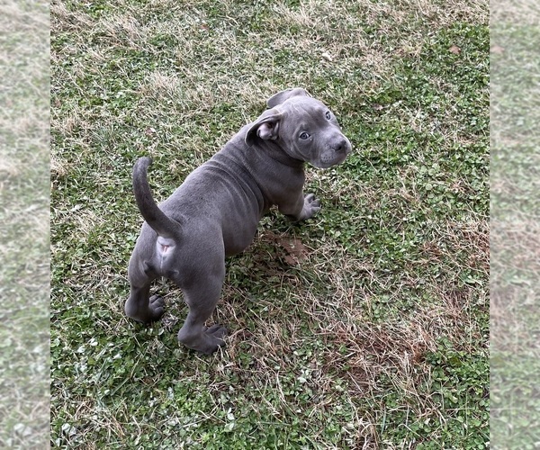 Medium Photo #9 American Bully Puppy For Sale in UPPER MARLBORO, MD, USA