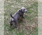 Small #8 American Bully