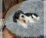 Small #1 Beagle-Cockapoo Mix