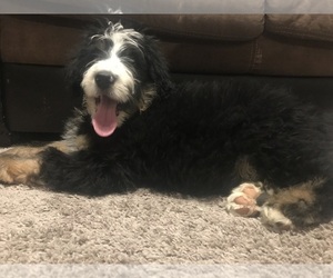 Bernedoodle Puppy for sale in HANOVER, PA, USA