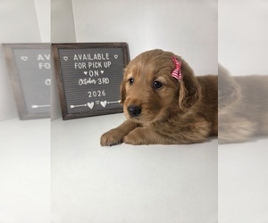 Golden Retriever Puppy for sale in GOODYEAR, AZ, USA