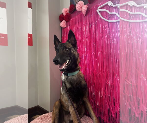 Medium Photo #7 Mutt Puppy For Sale in Stevens Point, WI, USA