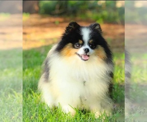 Father of the Pomeranian puppies born on 07/14/2022