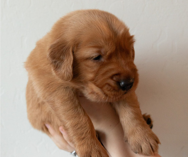 Medium Photo #6 Golden Retriever Puppy For Sale in CHINO VALLEY, AZ, USA