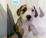 Small American Staffordshire Terrier