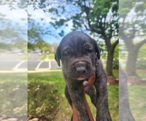 Cane Corso Puppy for sale in WILLINGBORO, NJ, USA