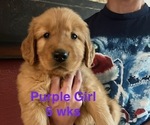 Litter of 10 - Male(s) and Female(s) Golden RetrieverLitter of Puppies for Sale - Photo #11