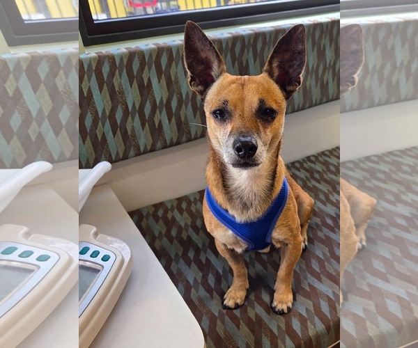 Medium Photo #1 Chihuahua Puppy For Sale in Pompano Beach , FL, USA