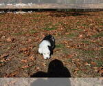 Small Photo #15 Old English Sheepdog Puppy For Sale in MARIONVILLE, MO, USA