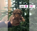 Puppy Judy Goldendoodle (Miniature)