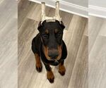 Small #11 Doberman Pinscher