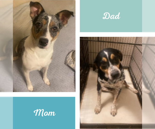 Medium Photo #8 Mutt Puppy For Sale in Tuscaloosa, AL, USA