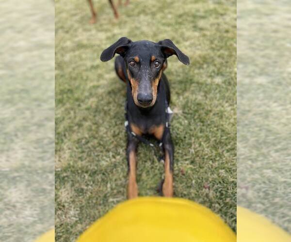 Medium Photo #4 Doberman Pinscher Puppy For Sale in Aurora, OH, USA