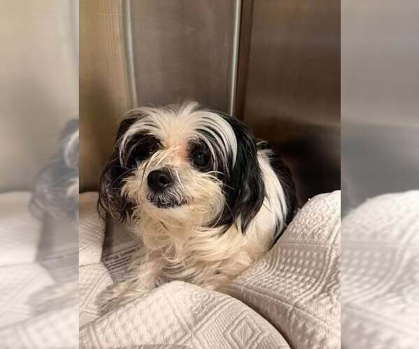 Medium Photo #4 Shih Tzu-Unknown Mix Puppy For Sale in New York, NY, USA