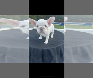 French Bulldog Puppy for sale in INMAN, SC, USA