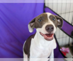 Small #4 American Pit Bull Terrier Mix