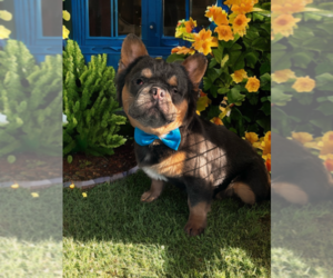 French Bulldog-Unknown Mix Puppy for sale in SACRAMENTO, CA, USA