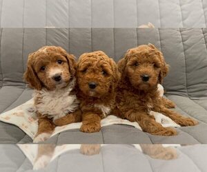 Goldendoodle (Miniature) Litter for sale in HALTOM CITY, TX, USA